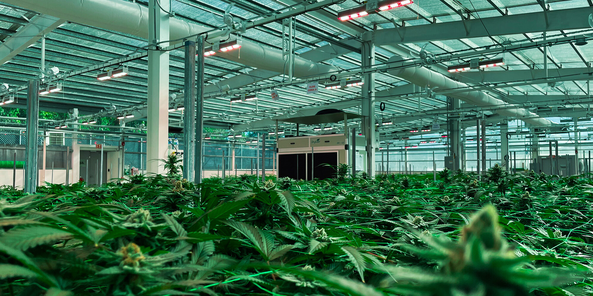 ogbiomed-gabocortes-primeracosecha