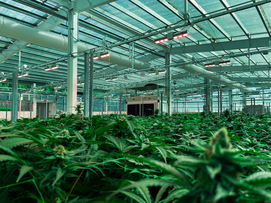 ogbiomed-gabocortes-primeracosecha