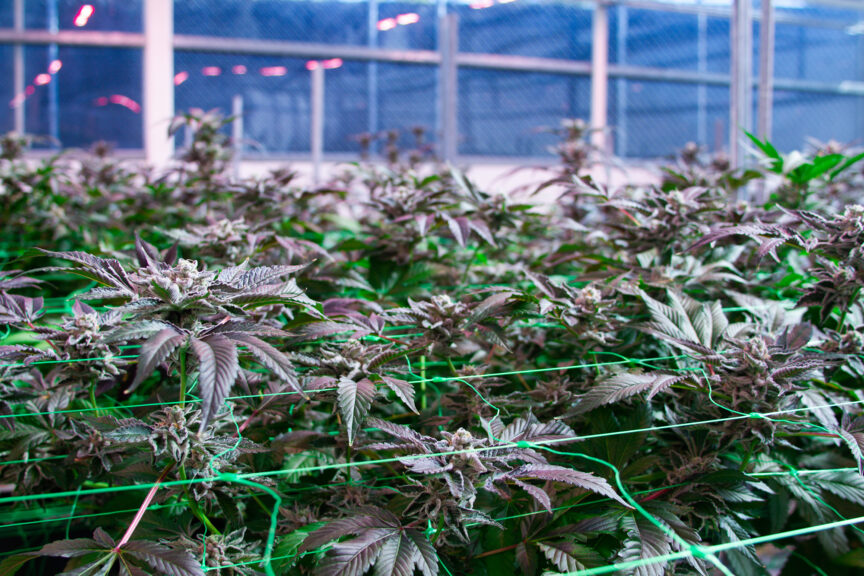 ogbiomed-blog3-loscannabinoidesyefectos