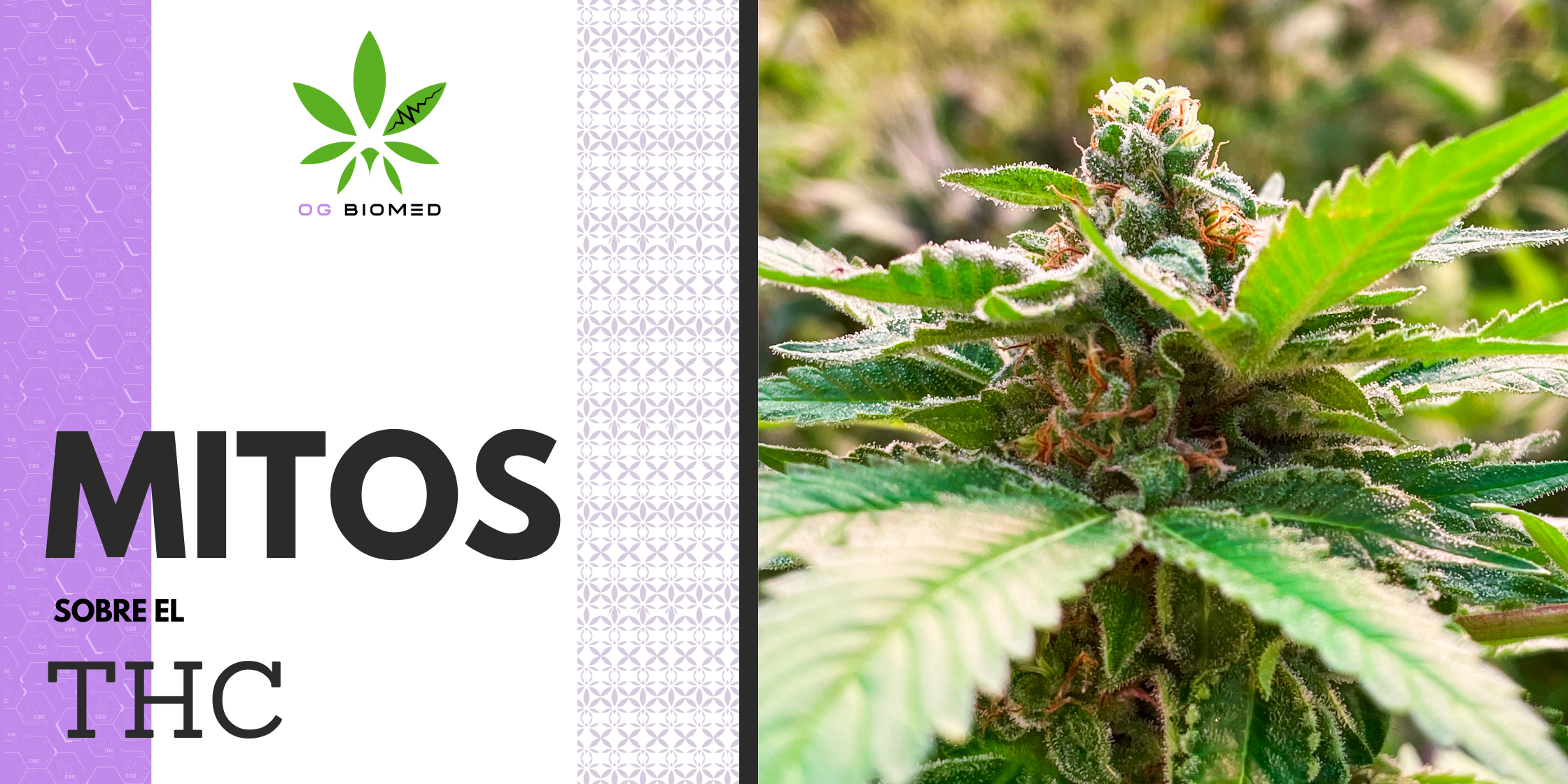 OG BIOMED-MitosTHC