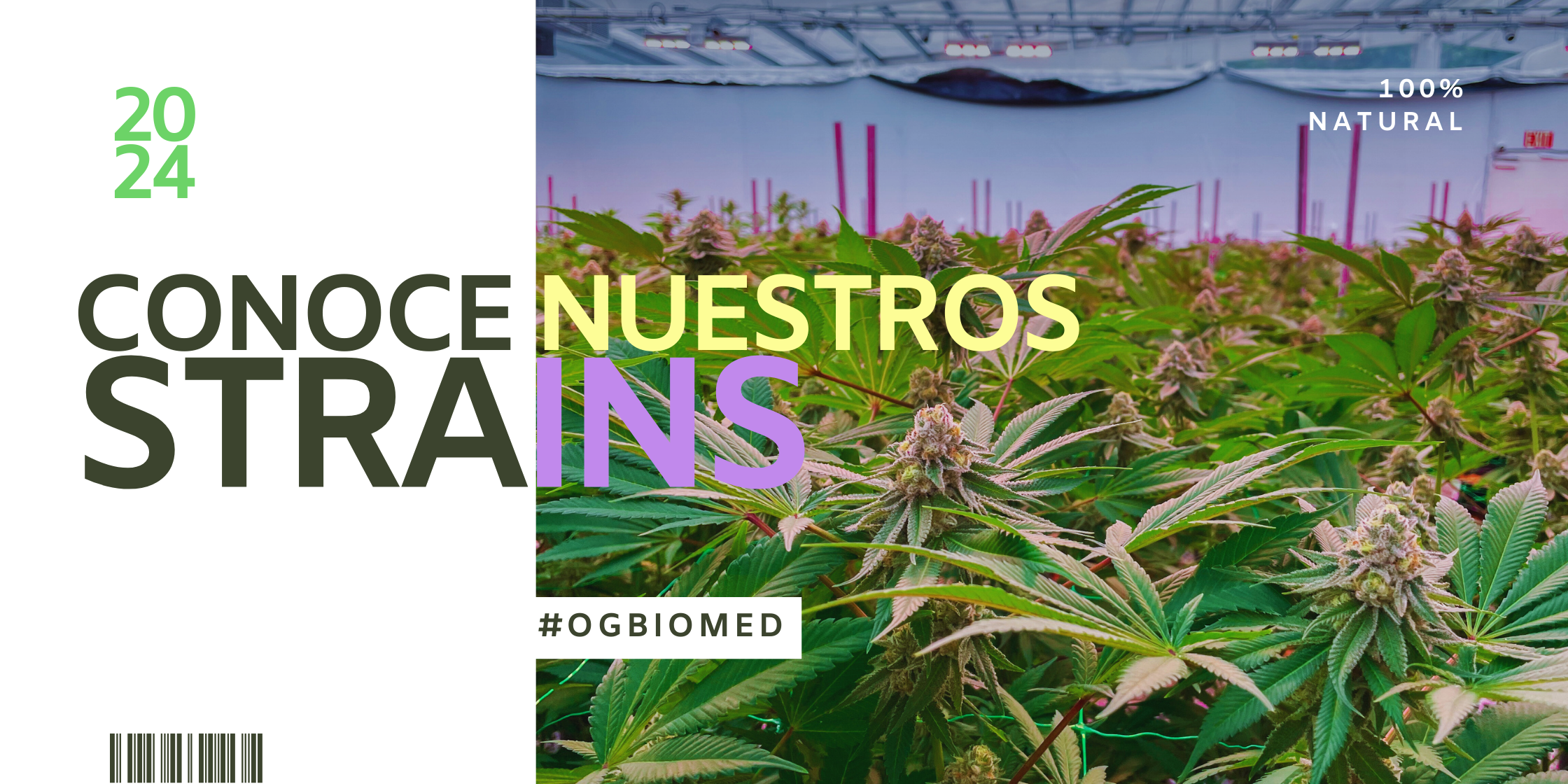 Organic Terpens. (7)