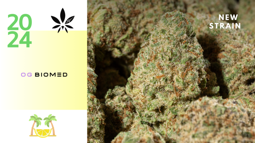 OG Lemon Crasher Post